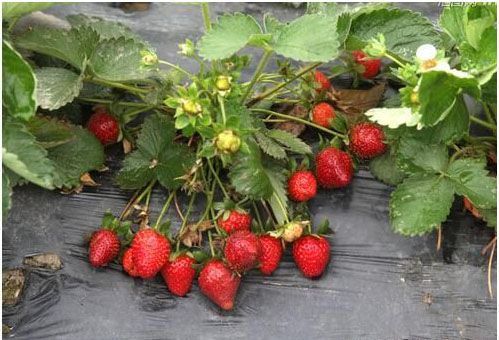 草莓种植施用什么肥料好,如何施肥?