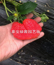 红颜草莓苗价格及报价 红颜草莓苗多少钱一棵