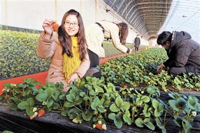 大马杓沽村和小马杓沽村种植的草莓相继成熟,已陆续有市民到此采摘.