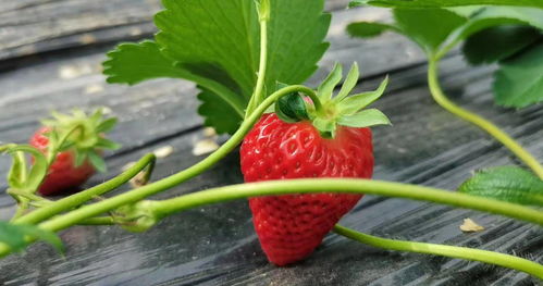 香 甜 软嫩 奶油草莓 刘家峡草莓种植基地