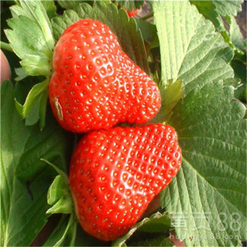【抚州幸香草莓苗种植问题】- 