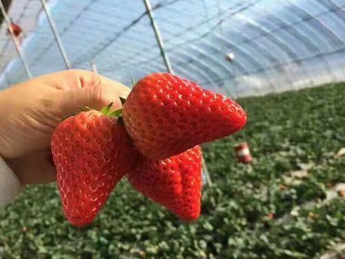 九九草莓_品种分类_东港圣元金果种植专业合作社