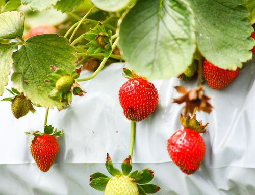 水培草莓的种植方法,注意这5点,轻松结出草莓