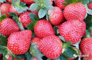 连江这个地方100多亩草莓熟啦 趁现在人少赶紧去