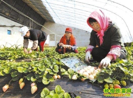 种植白草莓赚钱吗白草莓白得不寻常