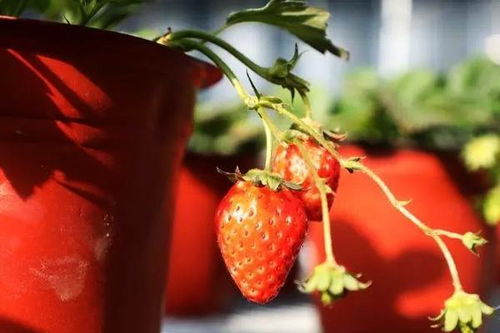沁县东坡村 草莓种植铺就甜蜜致富路