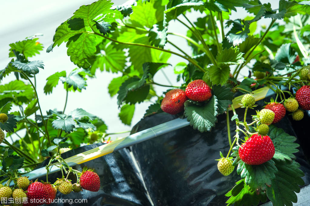 在温室里种植草莓。收获