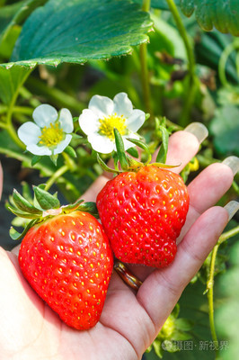 草莓种植在手