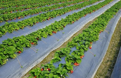 大棚草莓的种植技巧 种植草莓的要点