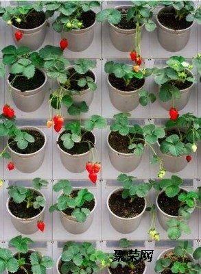 草莓立体种植架尺寸及安装 设计