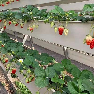 现货供应 温室A字架草莓立体种植槽 草莓基质栽培槽 无土栽培种植槽 欢迎订购