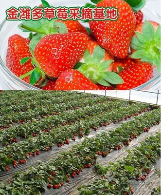 金潍多草莓种植基地-草莓采摘图片-北京景点-大众点评网