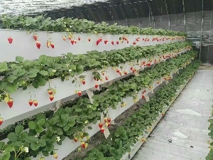 立体种植槽/温室大棚用品sell/种植槽厂家直草莓立体种植槽图片_高清图_细节图
