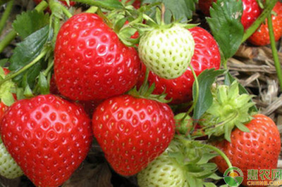 草莓无公害高产栽培技术方法