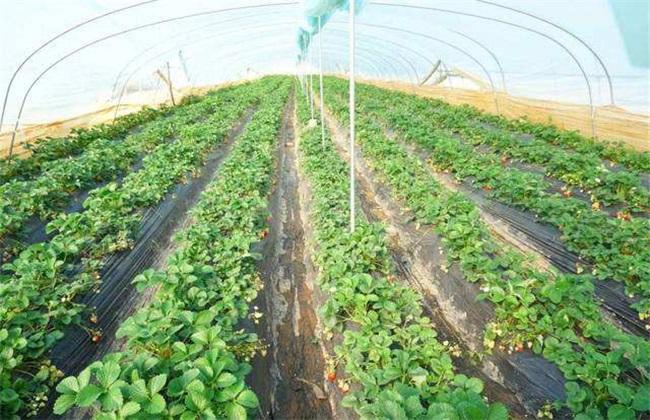 无公害草莓生产标准 - 水果种植 - 黔农网