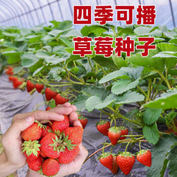山谷里的居民原厂装草莓种子四季种植奶油草莓籽四季草莓籽草.
