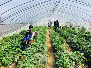 草莓庄园如何做到用免费模式自己赚钱的同时还带领农民赚钱