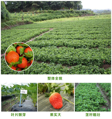 批发草莓 直销草莓种苗 土特拉草莓苗 草莓小苗 品种纯正