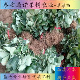 新闻 辉县醉 莓苗 多少钱一棵