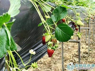 草莓专家共探寻甸草莓产业发展