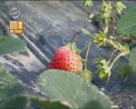 长丰:追踪草莓农户中毒--伤者情况稳定 干部深夜蹲守巡查_社会视频_看看新闻网