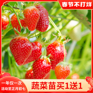 白草莓种子苗