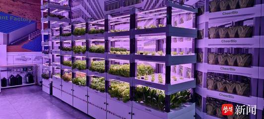 新春走基层丨不添一滴农药,草莓天天采摘 手机一键搞定室内“植物工厂”
