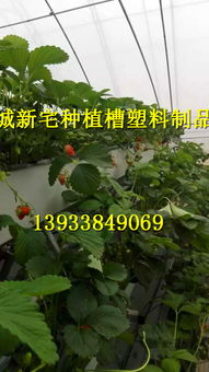 【立体栽培槽草莓立体无土栽培收益】-