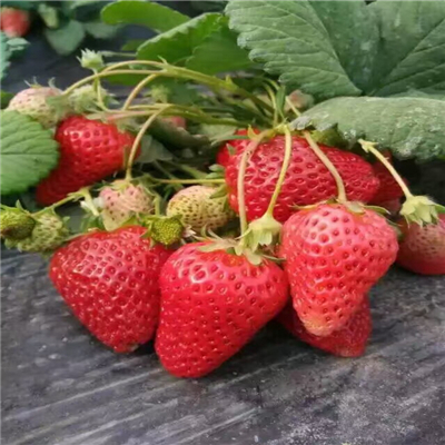 三叶一心草莓苗邮寄方式