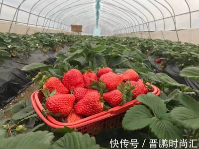 草莓怎么用磷酸二氢钾?加上硼,3个时期用,花多果大,色泽鲜亮