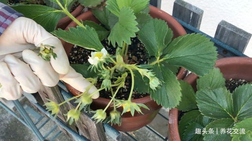 阳台盆栽草莓种植攻略,从幼苗 开花到结果,全过程指导