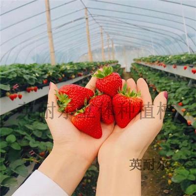 大棚草莓种植槽 A字架基质栽培槽 PVC草莓立体种植槽