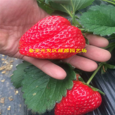 妙香3号草莓苗大棚种植株距是多少、妙香3号草莓苗管理技术指导