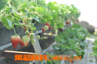 大棚草莓的种植方法