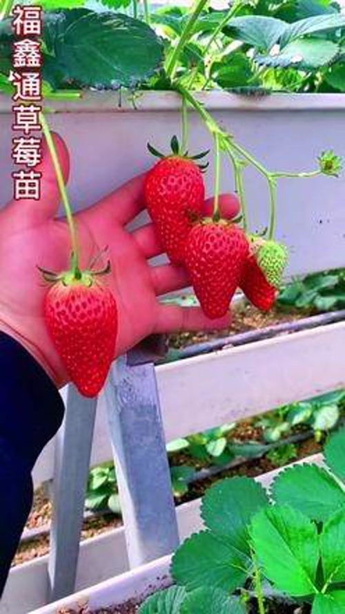 草莓苗种植 出售草莓苗 草莓苗种苗