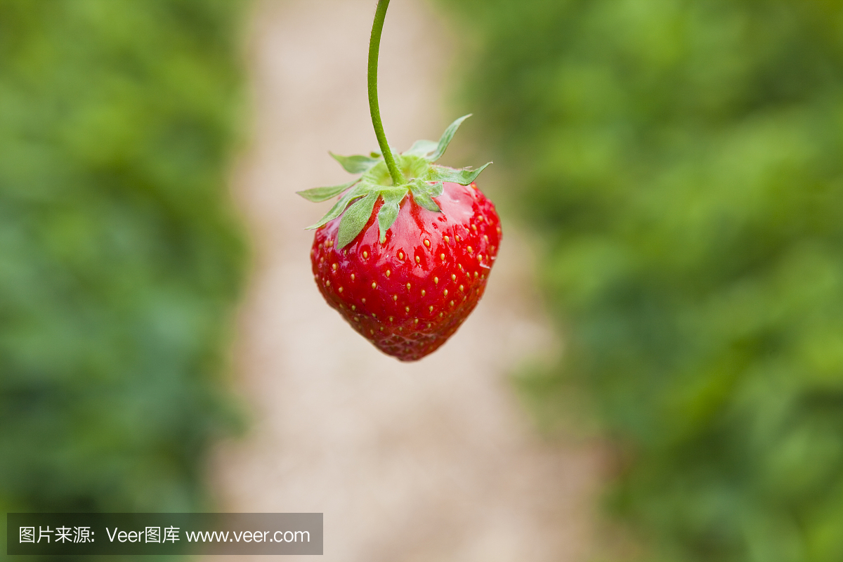 草莓