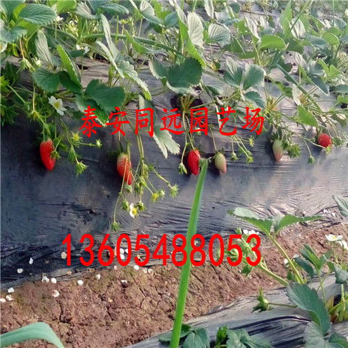 【一般选择栽植一号草莓苗的价格与行情】- 