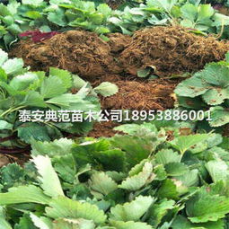 桃熏草莓苗种植技术 草莓苗基地 新闻