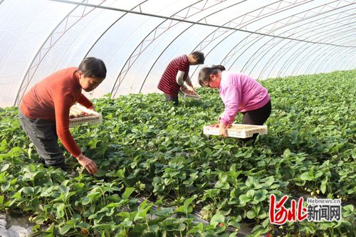 秦皇岛卢龙种植园的草莓抢 鲜 上市