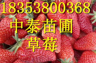 铜陵法兰地草莓苗 新闻图片种植要求