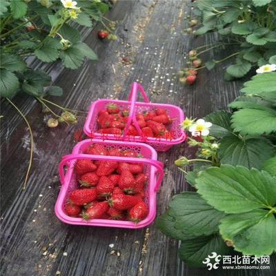 草莓苗价格 章姬草莓苗多少钱一棵 3亩地需要多少棵草莓苗