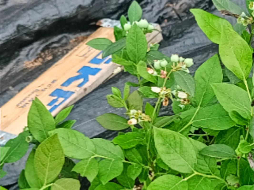 现场实拍 #无土栽培 #蓝莓种植 实现草莓自由有了,即