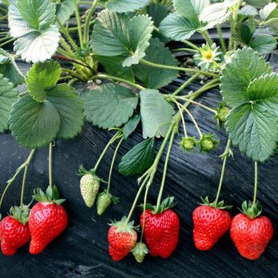 2021年草莓价格多少钱一斤?如果种草莓植还赚钱吗?