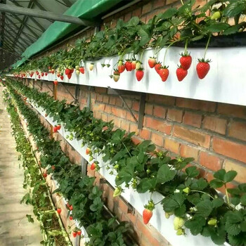 一种温室立体种植设备--华耀草莓立体种植槽