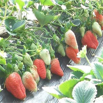 牛奶草莓苗种植甜查理草莓苗运输方法