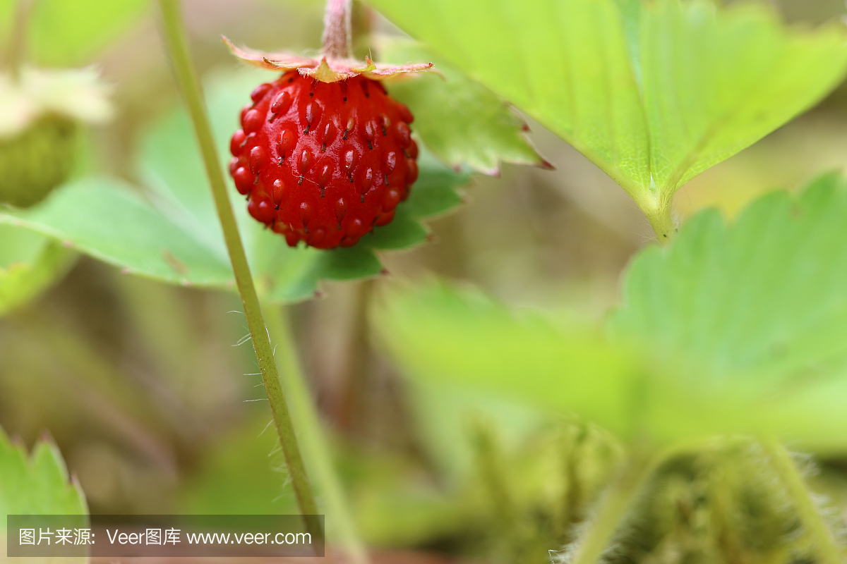 成熟的野草莓的细节