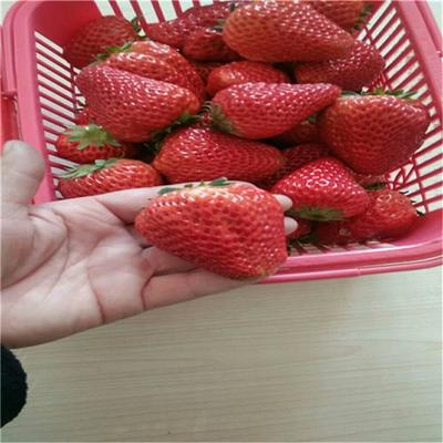 穴盘草莓苗缓苗快当年结果桃熏草莓苗