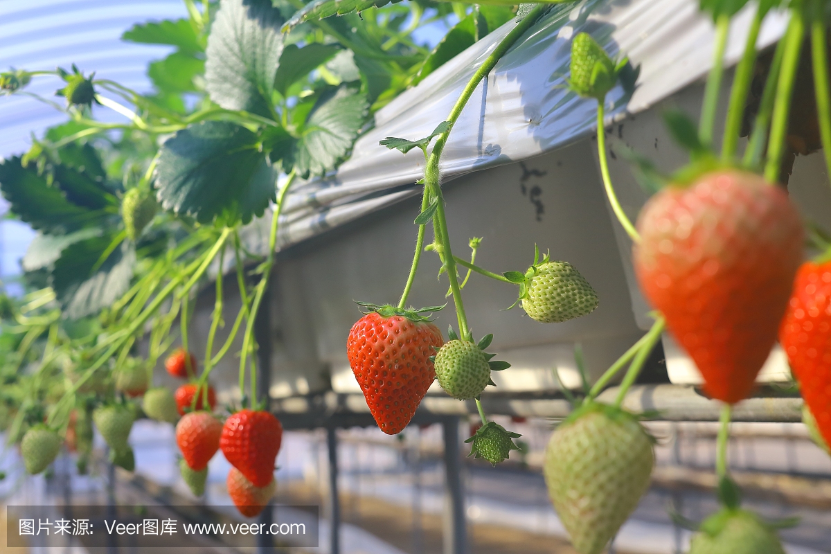 草莓在日本