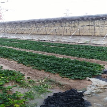 草莓苗市场新草莓苗高产方法新农户种植