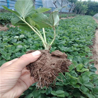 河北省大棚种植四叶一心草莓苗 四叶一心草莓苗产品动态
